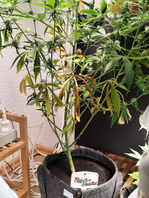 Rainbow Sherbet Automatic von Zamnesia. Week 7