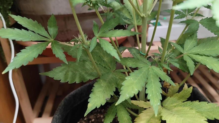 Black Runtz Automatic von Zamnesia seeds