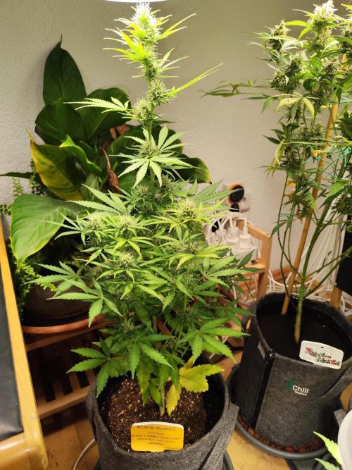 Black Runtz Automatic von Zamnesia seeds. Week 7 - Tag 53