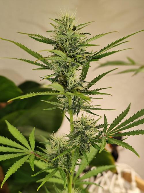 Black Runtz Automatic von Zamnesia seeds. Week 7