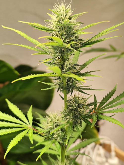 Black Runtz Automatic von Zamnesia seeds. Week 7