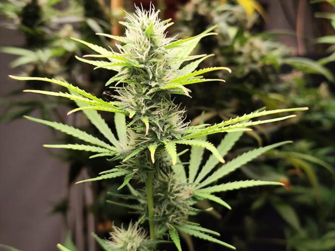 Black Runtz Automatic von Zamnesia seeds. Week 7