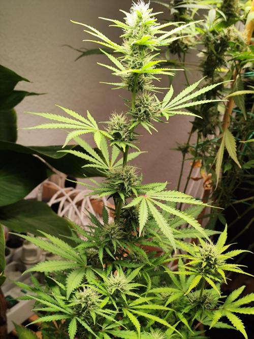 Black Runtz Automatic von Zamnesia seeds. Week 7