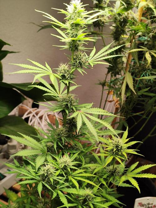 Black Runtz Automatic von Zamnesia seeds. Week 7