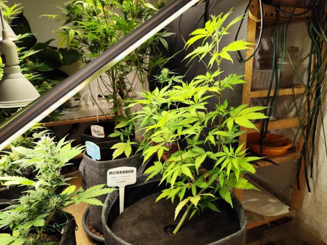 Membrana Hyper Autofem von VIP Seeds. Week 7 - Tag 53