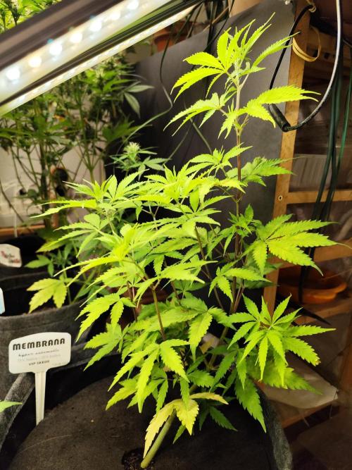 Membrana Hyper Autofem von VIP Seeds. Week 7