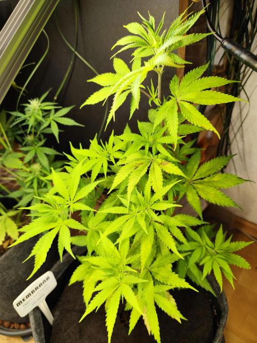 Membrana Hyper Autofem von VIP Seeds. Week 7