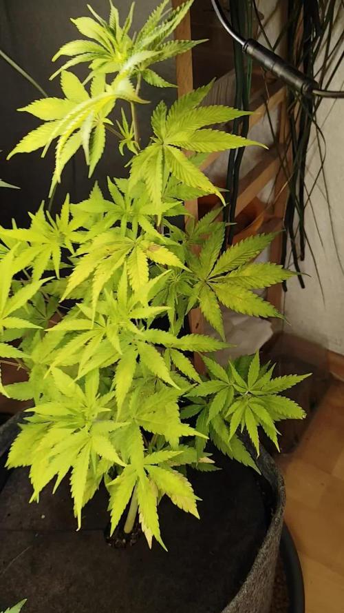 Membrana Hyper Autofem von VIP Seeds