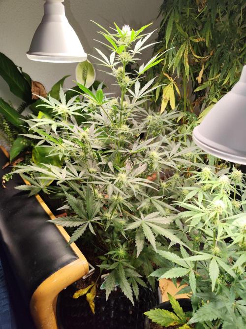 Z-Up Automatic von FastBuds. Week 7 - Tag 52