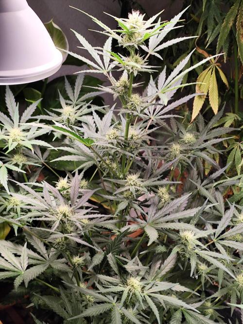 Z-Up Automatic von FastBuds. Week 7