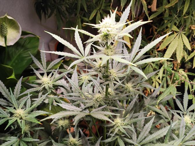 Z-Up Automatic von FastBuds. Week 7