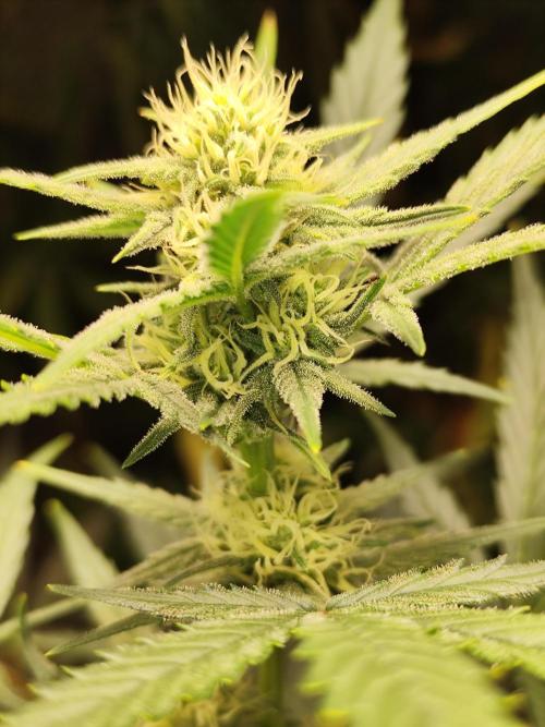 Z-Up Automatic von FastBuds. Week 7