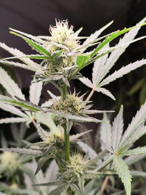 Z-Up Automatic von FastBuds. Week 7