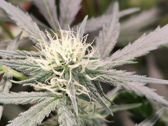 Z-Up Automatic von FastBuds. Week 7