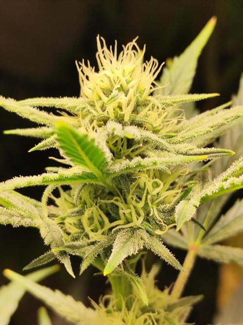 Z-Up Automatic von FastBuds. Week 7