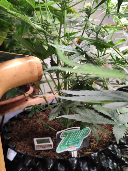 Z-Up Automatic von FastBuds. Week 7 - Tag 55