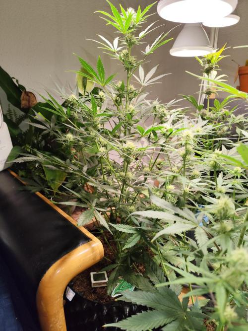 Z-Up Automatic von FastBuds. Week 7