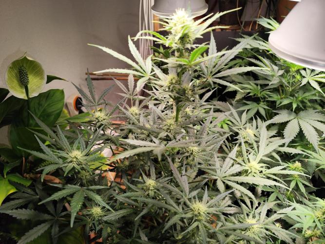 Z-Up Automatic von FastBuds. Week 7