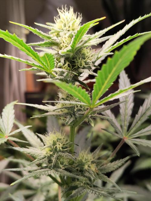 Z-Up Automatic von FastBuds. Week 7