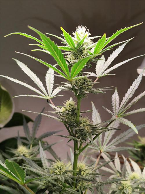 Z-Up Automatic von FastBuds. Week 7