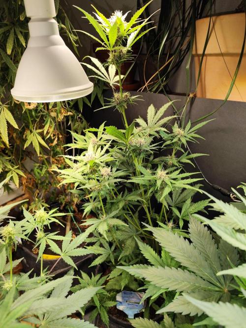 Blueberry Challenge Zammi / Sensi Seeds. Week 7 - Tag 52 Blueberry