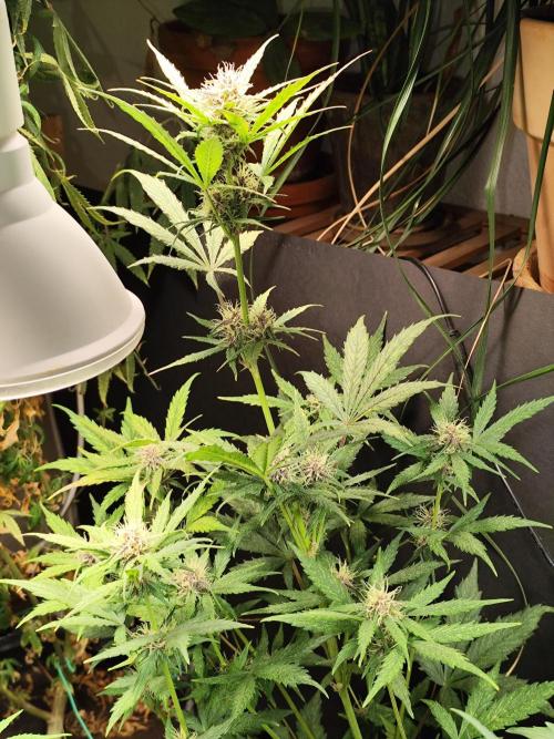 Blueberry Challenge Zammi / Sensi Seeds. Week 7