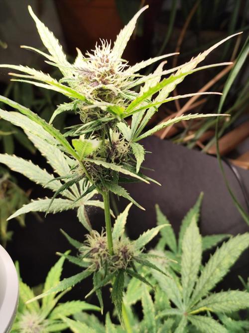 Blueberry Challenge Zammi / Sensi Seeds. Week 7