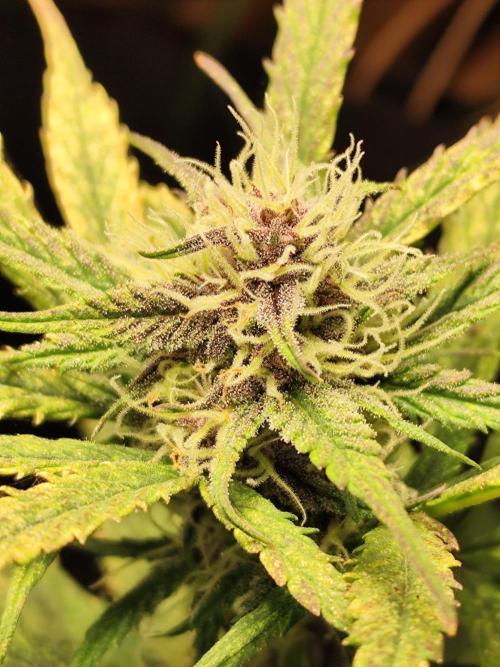 Blueberry Challenge Zammi / Sensi Seeds. Week 7