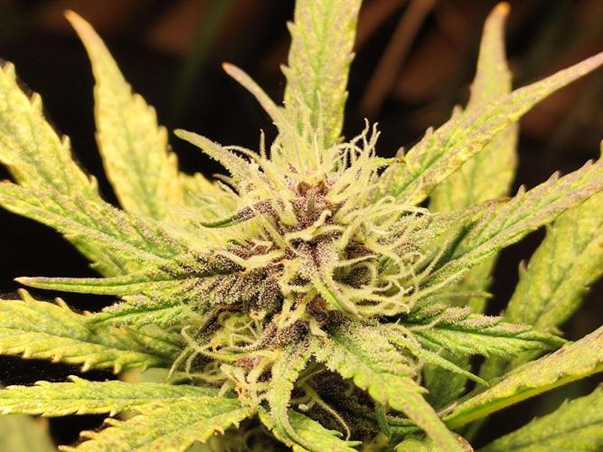 Blueberry Challenge Zammi / Sensi Seeds. Week 7