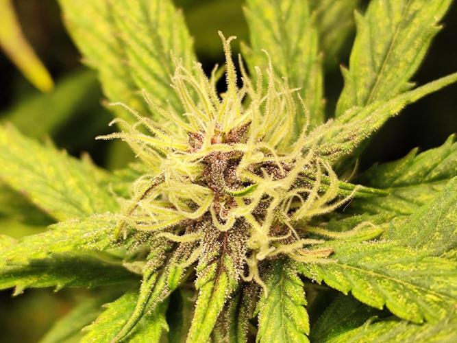 Blueberry Challenge Zammi / Sensi Seeds. Week 7