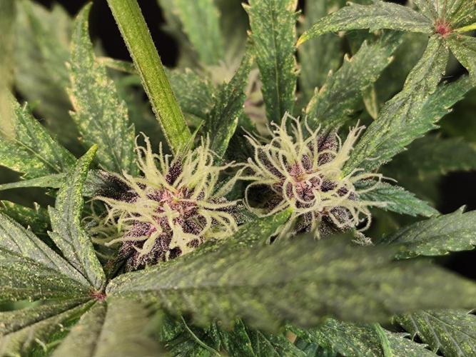 Blueberry Challenge Zammi / Sensi Seeds. Week 7