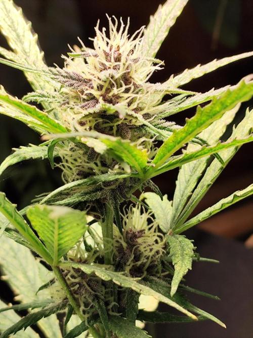 Blueberry Challenge Zammi / Sensi Seeds. Week 7