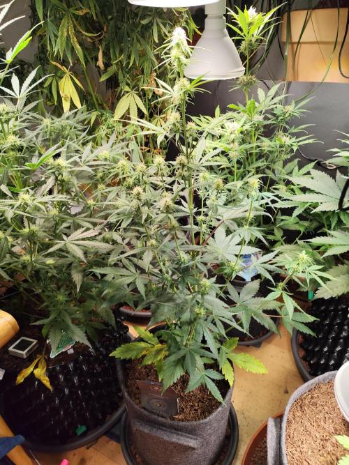 Blueberry Challenge Zammi / Sensi Seeds. Week 7 - Tag 52 Blueberry Zkittlez