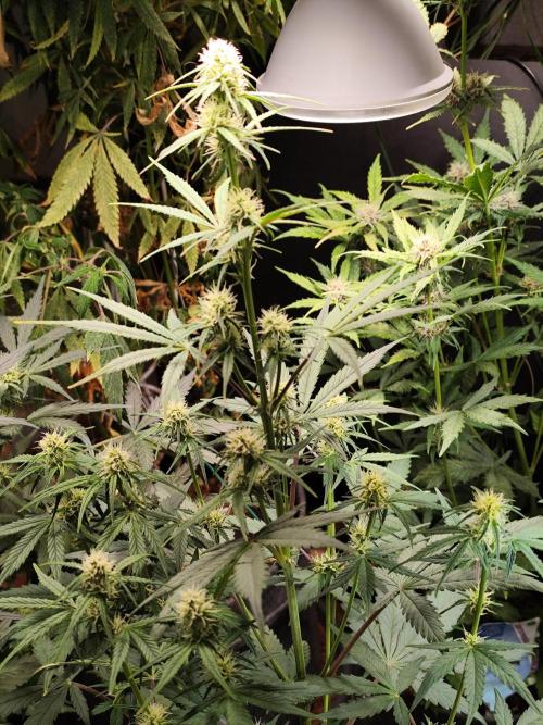 Blueberry Challenge Zammi / Sensi Seeds. Week 7