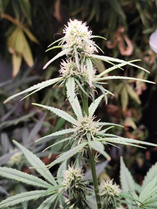 Blueberry Challenge Zammi / Sensi Seeds. Week 7