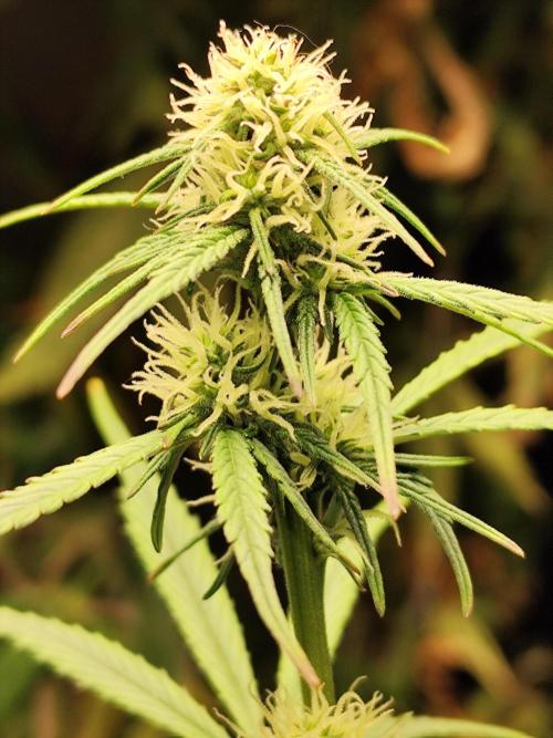 Blueberry Challenge Zammi / Sensi Seeds. Week 7