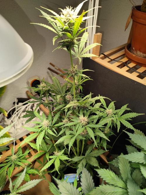 Blueberry Challenge Zammi / Sensi Seeds. Week 7 - Tag 54 Blueberry