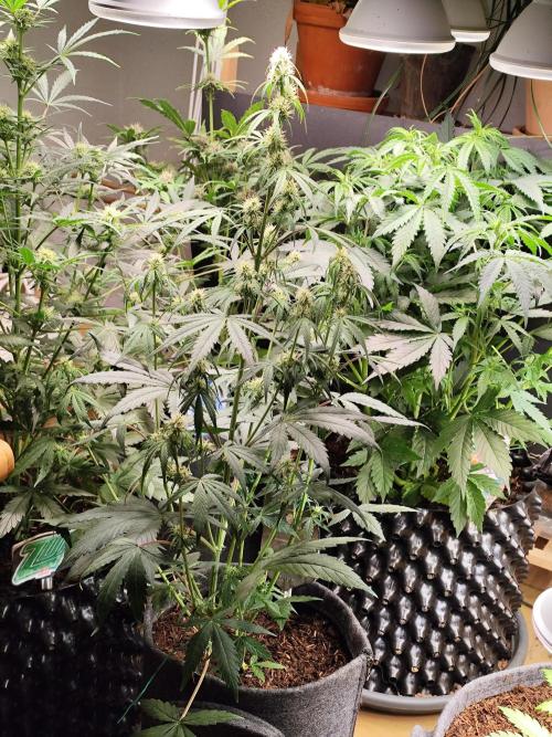 Blueberry Challenge Zammi / Sensi Seeds. Week 7 - Tag 54 Blueberry Zkittlez