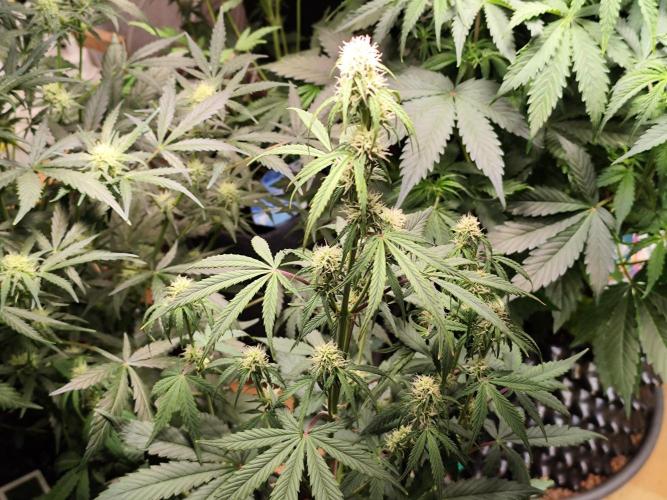 Blueberry Challenge Zammi / Sensi Seeds. Week 7