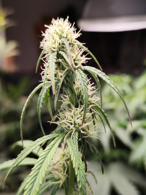 Blueberry Challenge Zammi / Sensi Seeds. Week 7