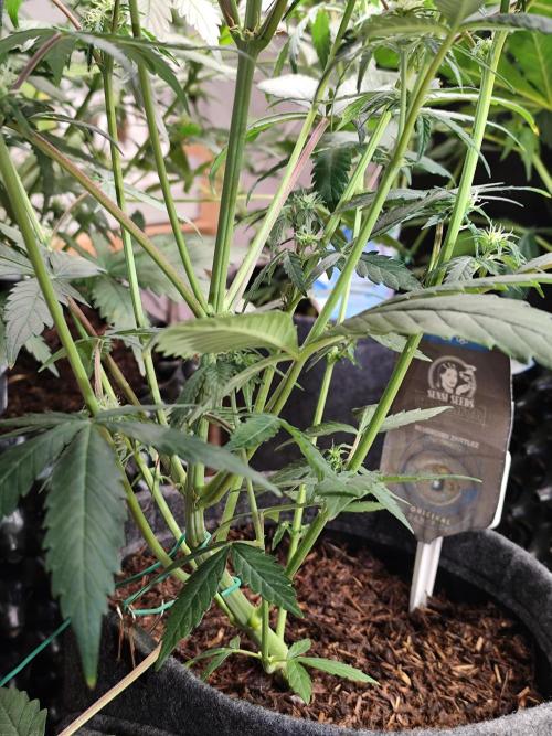 Blueberry Challenge Zammi / Sensi Seeds. Week 7