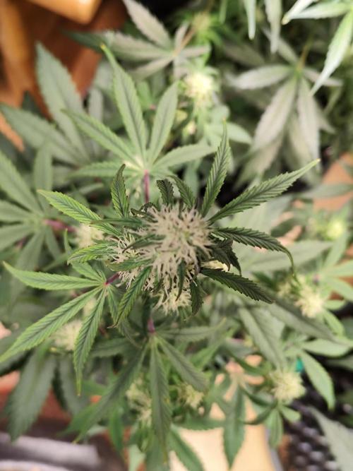 Blueberry Challenge Zammi / Sensi Seeds. Week 7