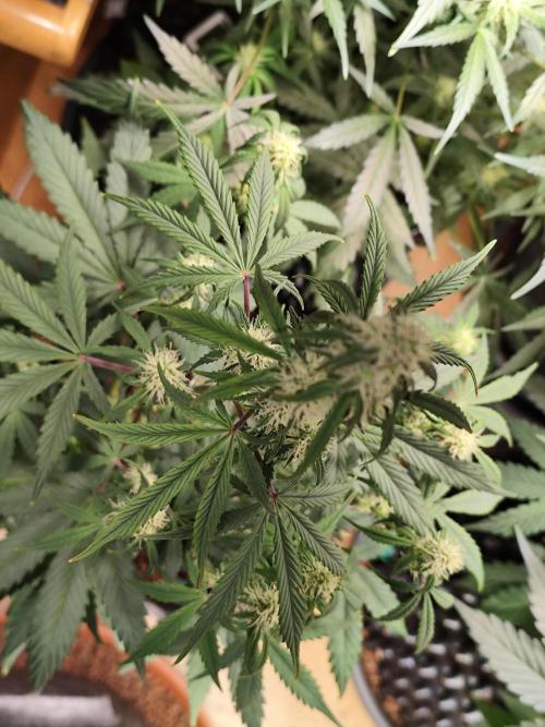 Blueberry Challenge Zammi / Sensi Seeds. Week 7