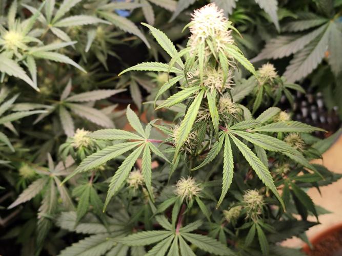 Blueberry Challenge Zammi / Sensi Seeds. Week 7