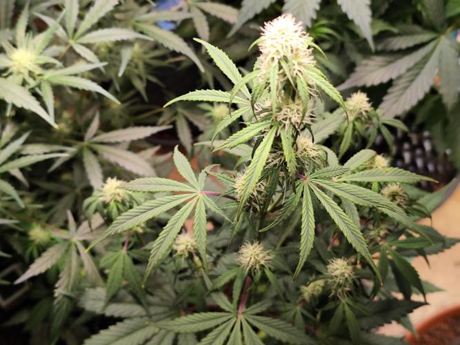 Blueberry Challenge Zammi / Sensi Seeds. Week 7