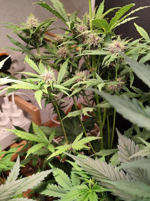 Blueberry Challenge Zammi / Sensi Seeds. Week 7 - Tag 55 Blueberry