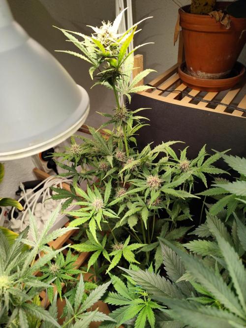 Blueberry Challenge Zammi / Sensi Seeds. Week 7