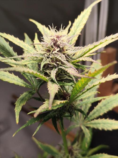 Blueberry Challenge Zammi / Sensi Seeds. Week 7