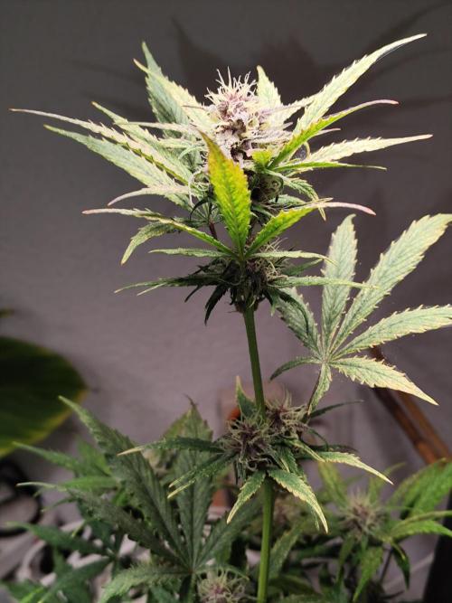 Blueberry Challenge Zammi / Sensi Seeds. Week 7