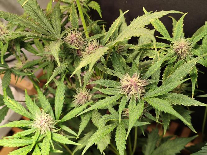 Blueberry Challenge Zammi / Sensi Seeds. Week 7